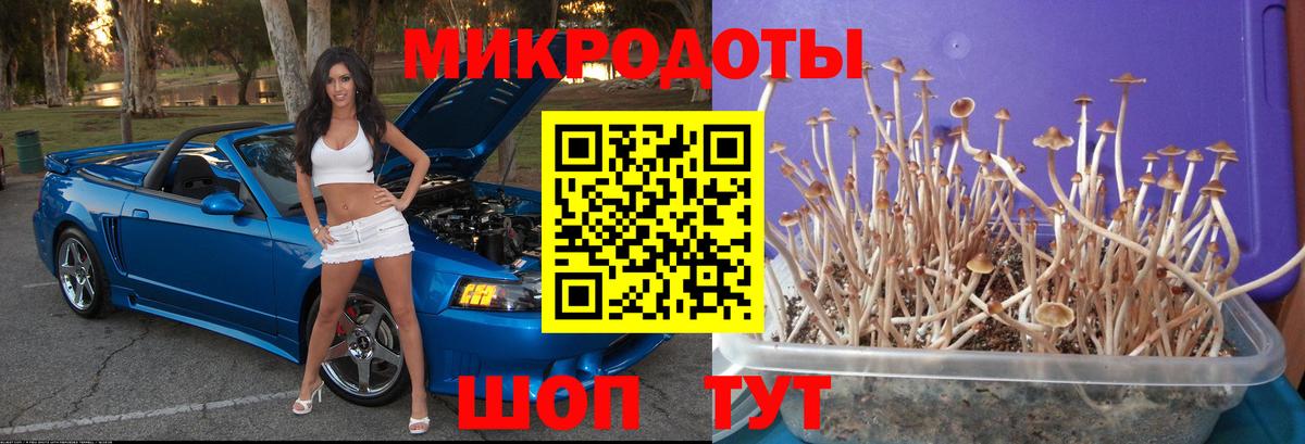 где можно купить   Вход с VPN  Славянск-на-Кубани  Псилоцибиновые грибы прущие грибы 