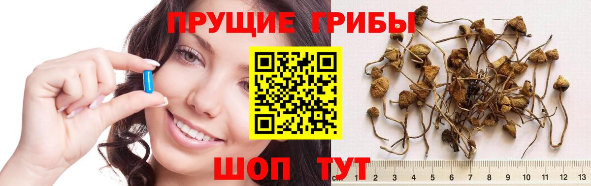 Псилоцибиновые грибы прущие грибы Славянск-на-Кубани